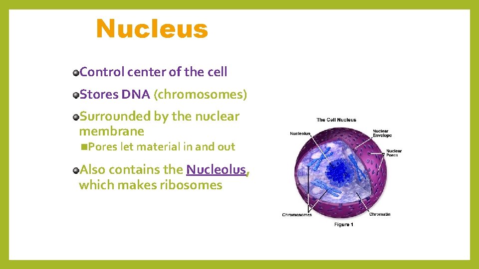 Nucleus Control center of the cell Stores DNA (chromosomes) Surrounded by the nuclear membrane