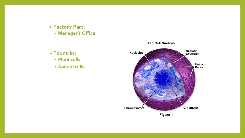  • Factory Part: • • Manager’s Office Found in: Plant cells • Animal