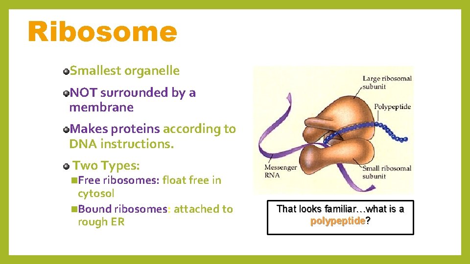 Ribosome Smallest organelle NOT surrounded by a membrane Makes proteins according to DNA instructions.