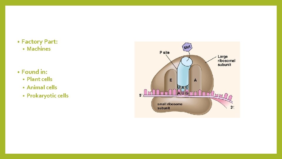  • Factory Part: • • Machines Found in: Plant cells • Animal cells