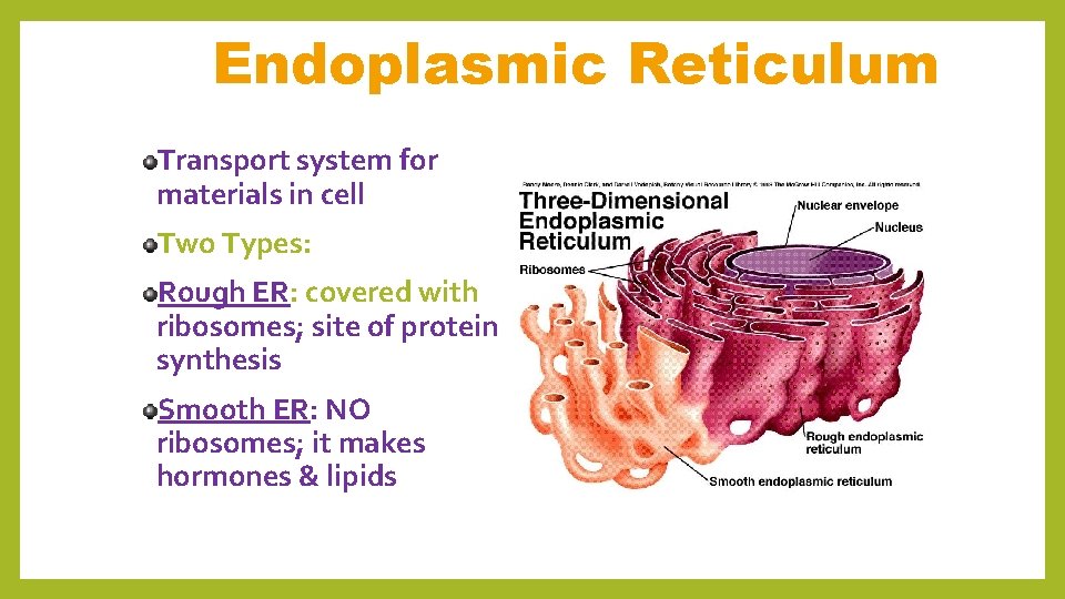 Endoplasmic Reticulum Transport system for materials in cell Two Types: Rough ER: covered with