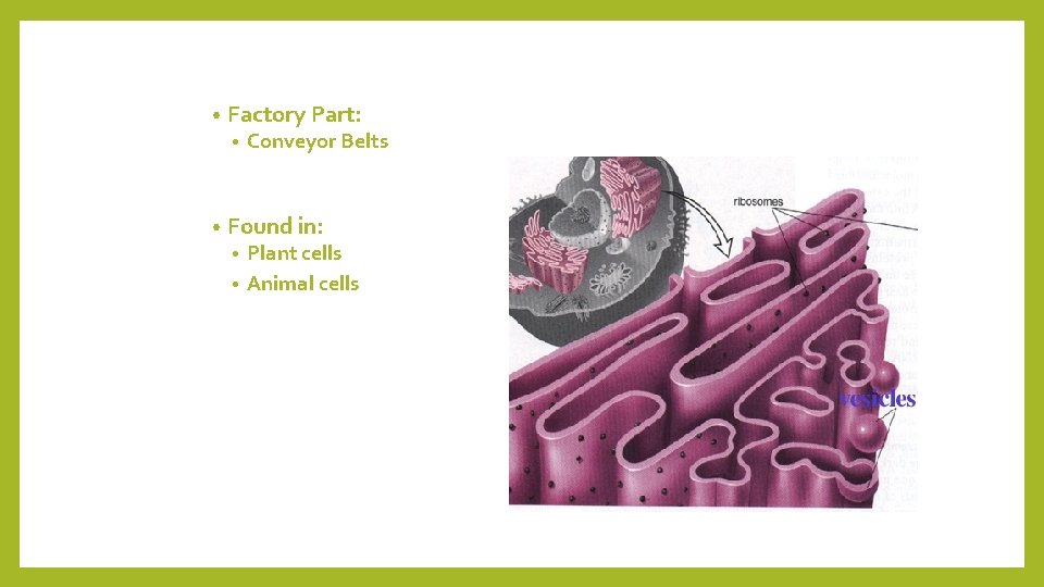  • Factory Part: • • Conveyor Belts Found in: Plant cells • Animal