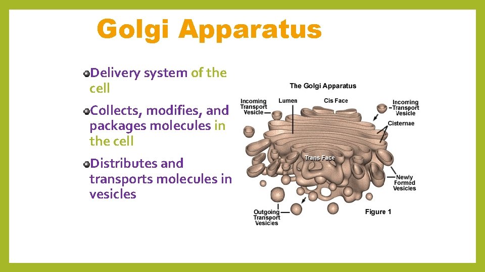 Golgi Apparatus Delivery system of the cell Collects, modifies, and packages molecules in the