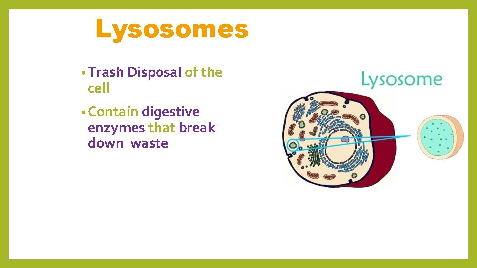 Lysosomes • Trash Disposal of the cell • Contain digestive enzymes that break down