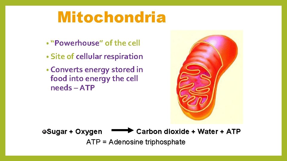 Mitochondria • “Powerhouse” of the cell • Site of cellular respiration • Converts energy