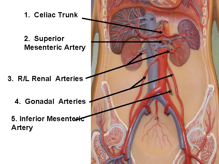 1. Celiac Trunk 2. Superior Mesenteric Artery 3. R/L Renal Arteries 4. Gonadal Arteries