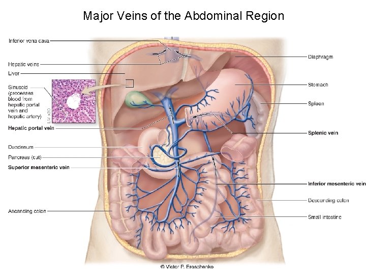 Major Veins of the Abdominal Region 