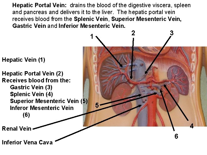 Hepatic Portal Vein: drains the blood of the digestive viscera, spleen and pancreas and