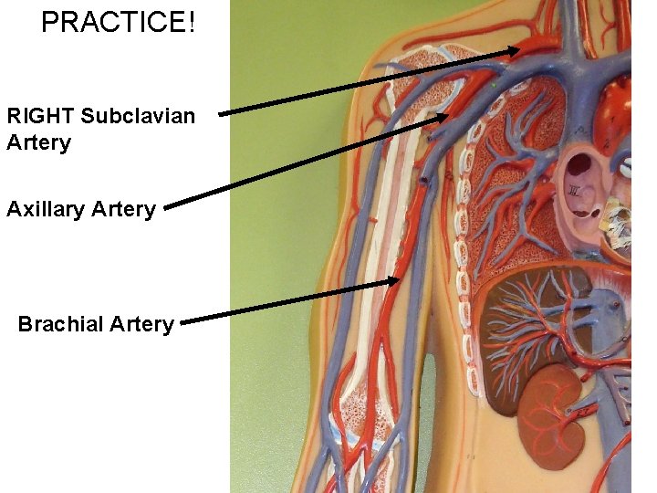 PRACTICE! RIGHT Subclavian Artery Axillary Artery Brachial Artery 