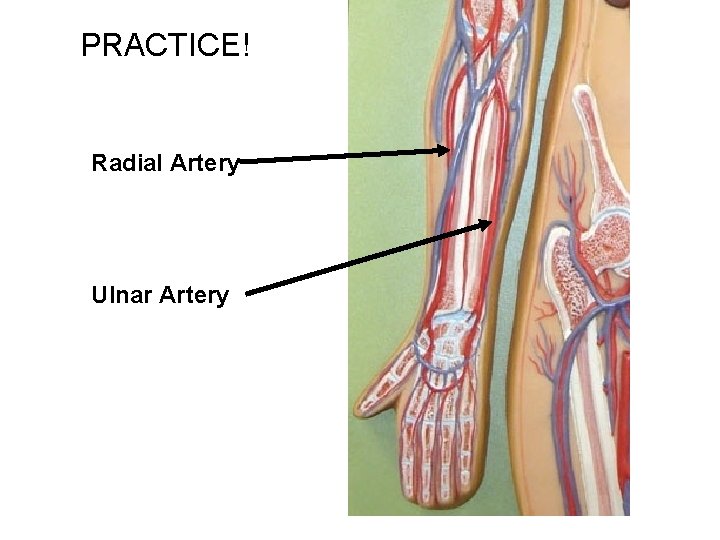 PRACTICE! Radial Artery Ulnar Artery 