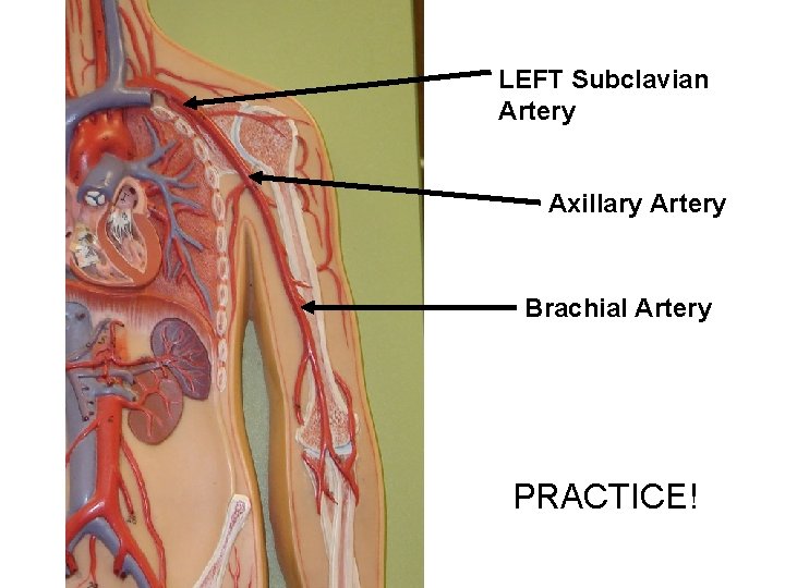 LEFT Subclavian Artery Axillary Artery Brachial Artery PRACTICE! 