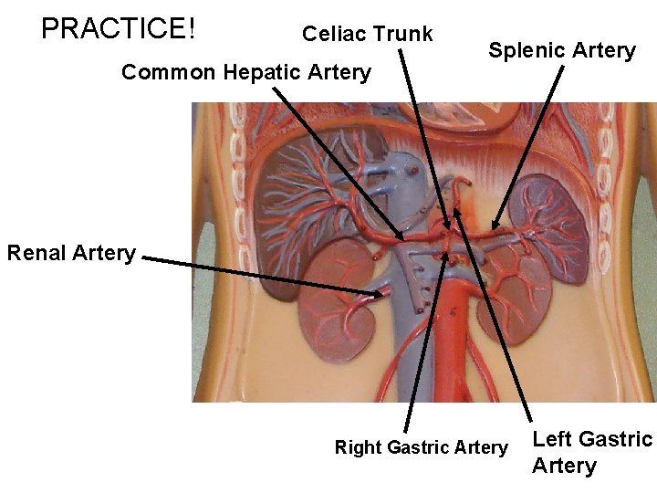 PRACTICE! Celiac Trunk Common Hepatic Artery Splenic Artery Renal Artery Right Gastric Artery Left