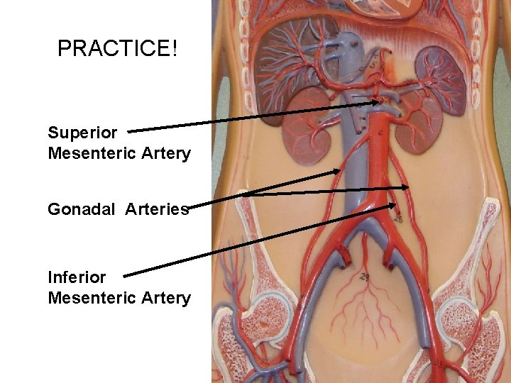PRACTICE! Superior Mesenteric Artery Gonadal Arteries Inferior Mesenteric Artery 