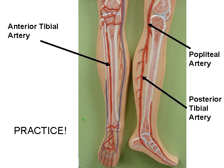 Anterior Tibial Artery Popliteal Artery Posterior Tibial Artery PRACTICE! 