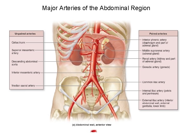 Major Arteries of the Abdominal Region 