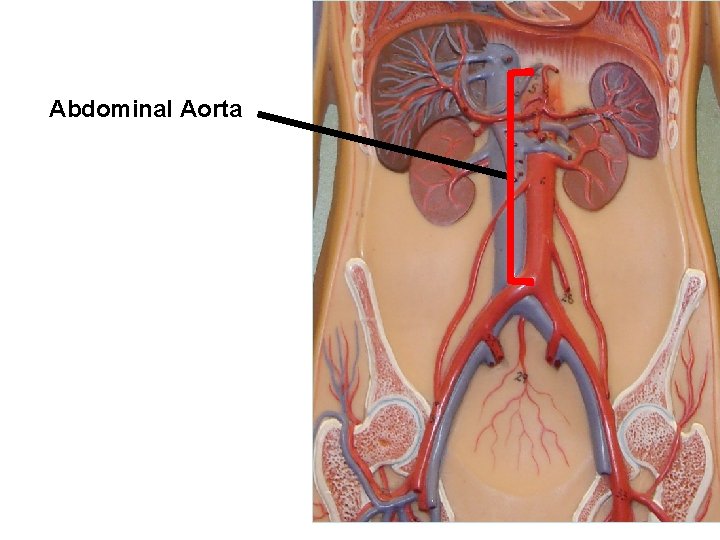 Abdominal Aorta 