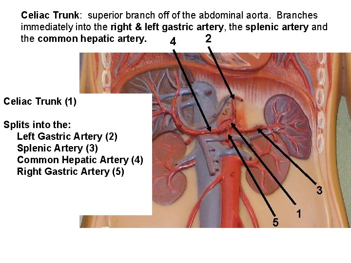 Celiac Trunk: superior branch off of the abdominal aorta. Branches immediately into the right