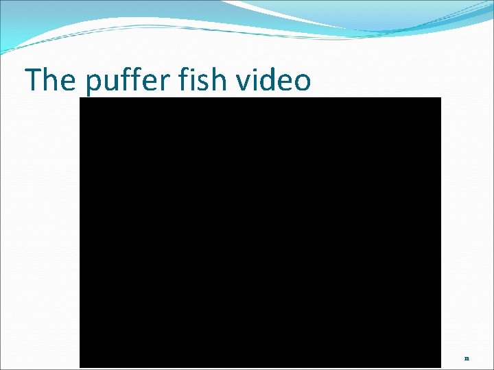 The puffer fish video 11 
