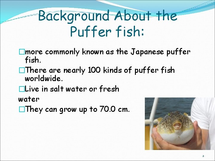 Background About the Puffer fish: �more commonly known as the Japanese puffer fish. �There