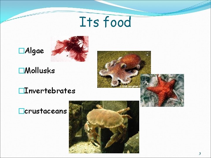 Its food �Algae �Mollusks �Invertebrates �crustaceans 3 