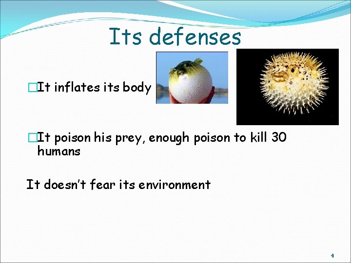 Its defenses �It inflates its body �It poison his prey, enough poison to kill