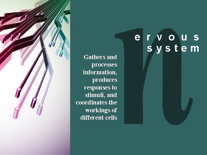 Gathers and processes information, produces responses to stimuli, and coordinates the workings of different