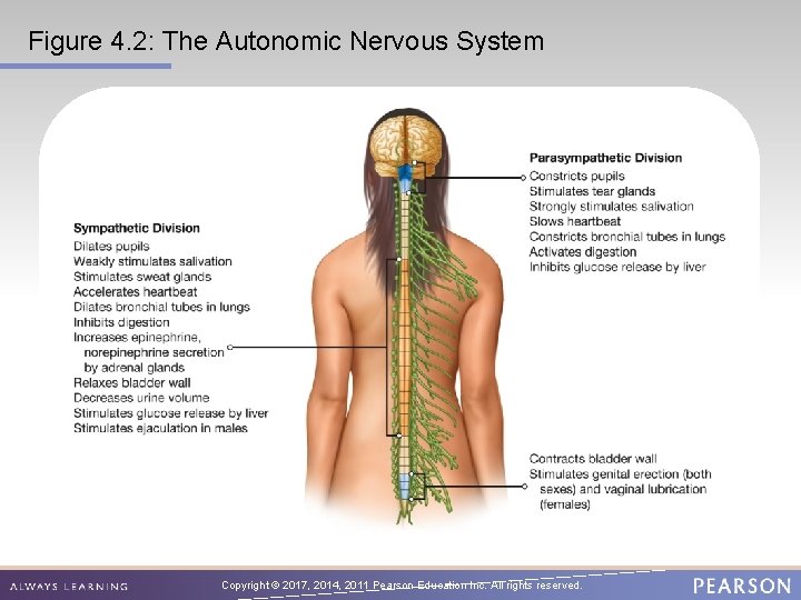 Figure 4. 2: The Autonomic Nervous System Copyright © 2017, 2014, 2011 Pearson Education