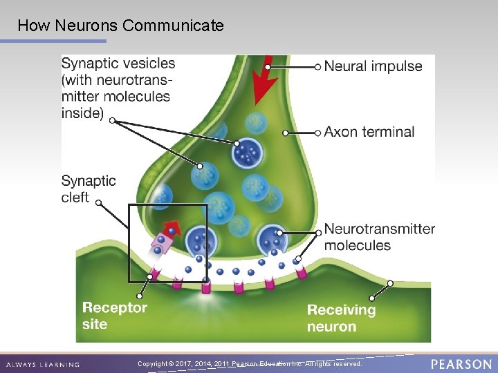 How Neurons Communicate Copyright © 2017, 2014, 2011 Pearson Education Inc. All rights reserved.
