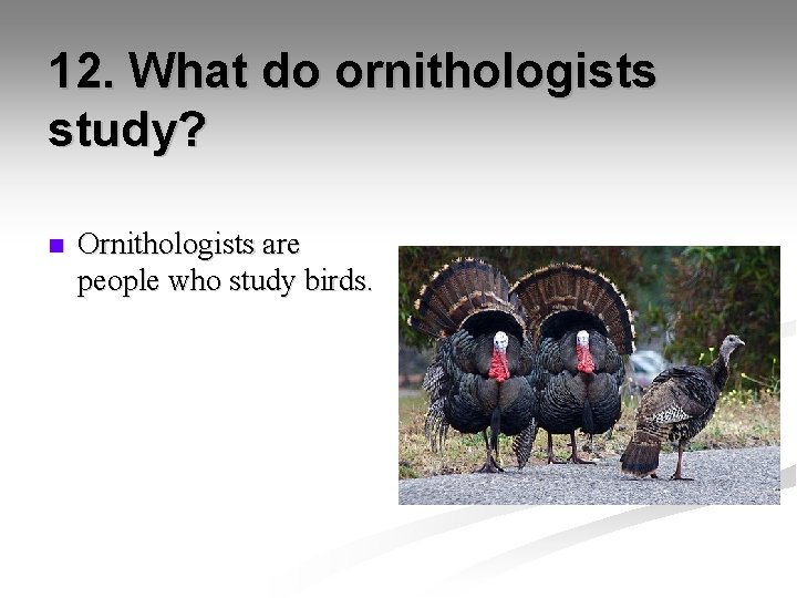 12. What do ornithologists study? n Ornithologists are people who study birds. 