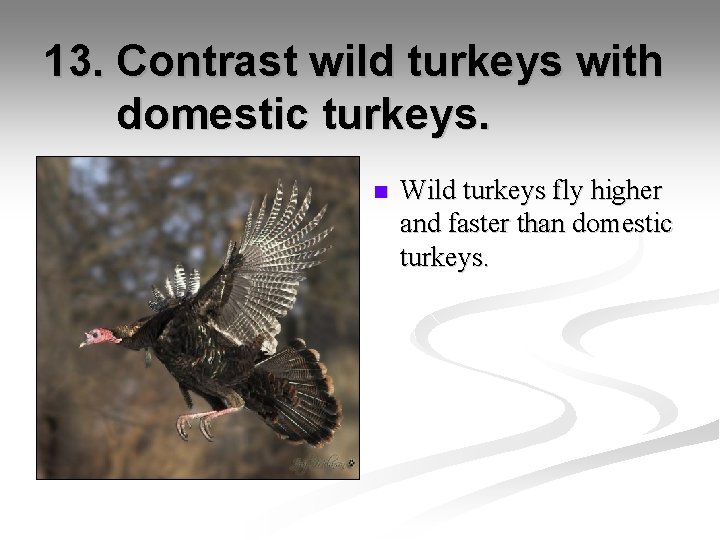 13. Contrast wild turkeys with domestic turkeys. n Wild turkeys fly higher and faster