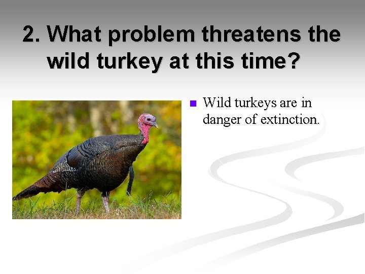 2. What problem threatens the wild turkey at this time? n Wild turkeys are