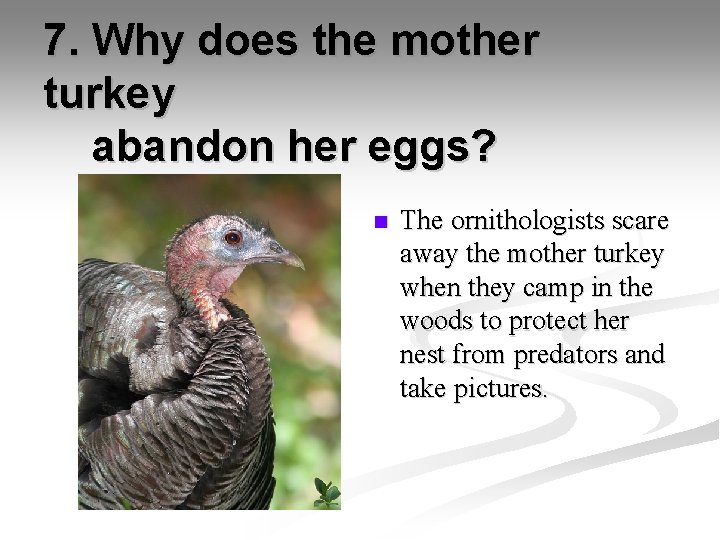 7. Why does the mother turkey abandon her eggs? n The ornithologists scare away