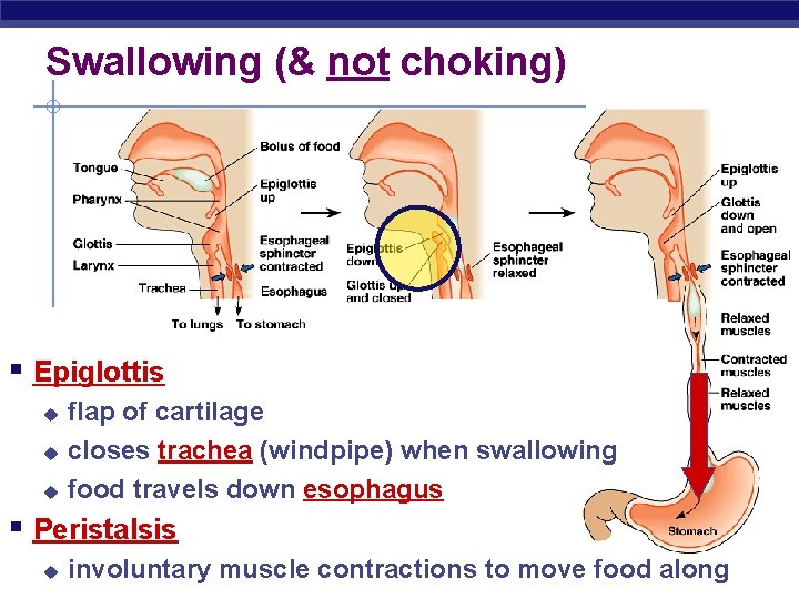Swallowing (& not choking) § Epiglottis flap of cartilage u closes trachea (windpipe) when