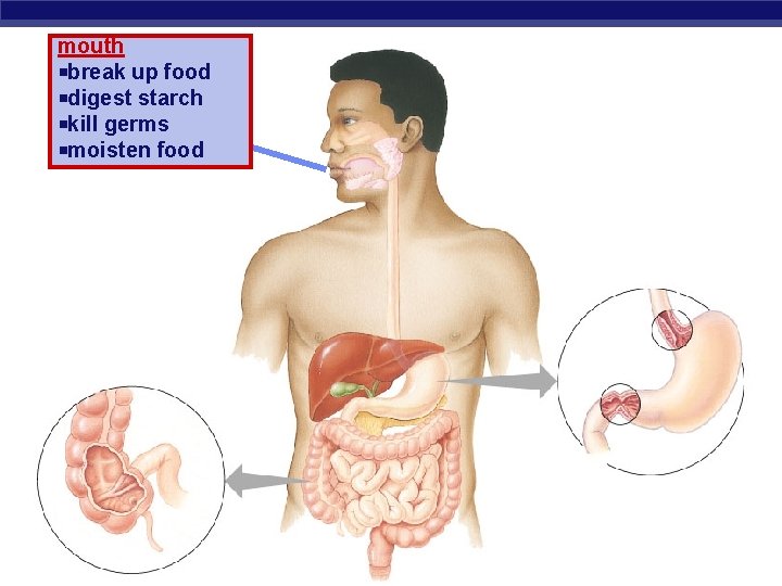 mouth break up food digest starch kill germs moisten food Regents Biology 