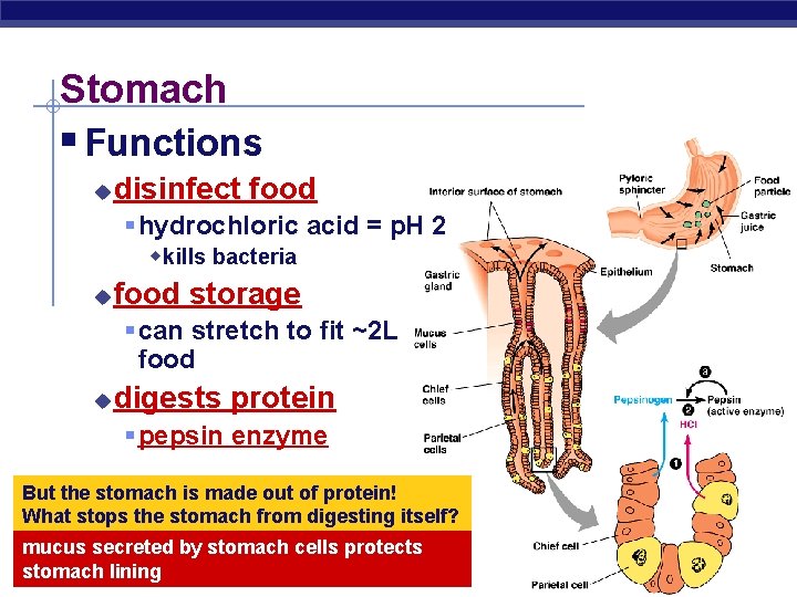 Stomach § Functions u disinfect food § hydrochloric acid = p. H 2 w
