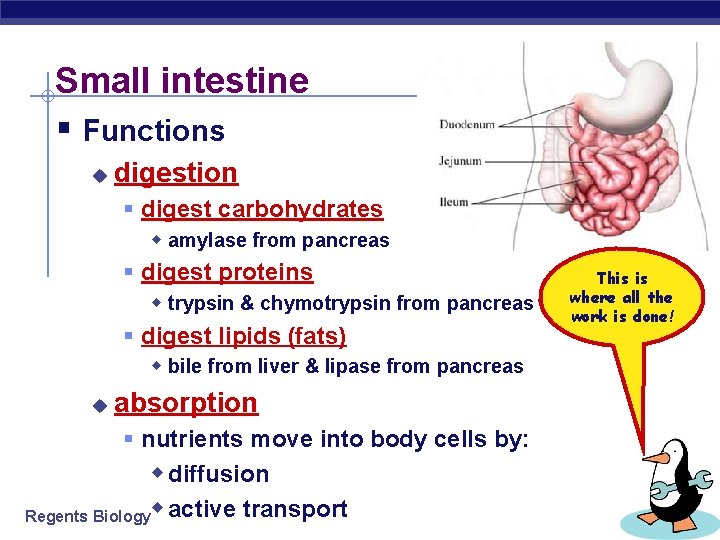 Small intestine § Functions u digestion § digest carbohydrates w amylase from pancreas §