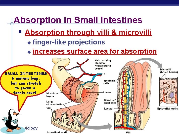 Absorption in Small Intestines § Absorption through villi & microvilli finger-like projections u increases
