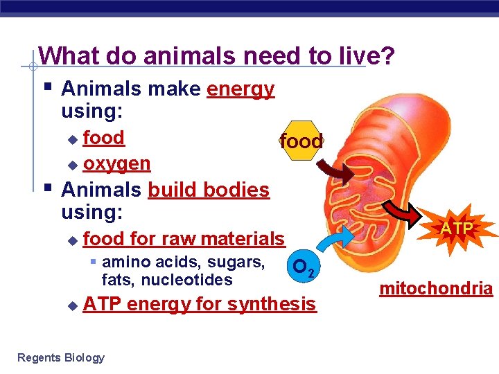 What do animals need to live? § Animals make energy using: food u oxygen