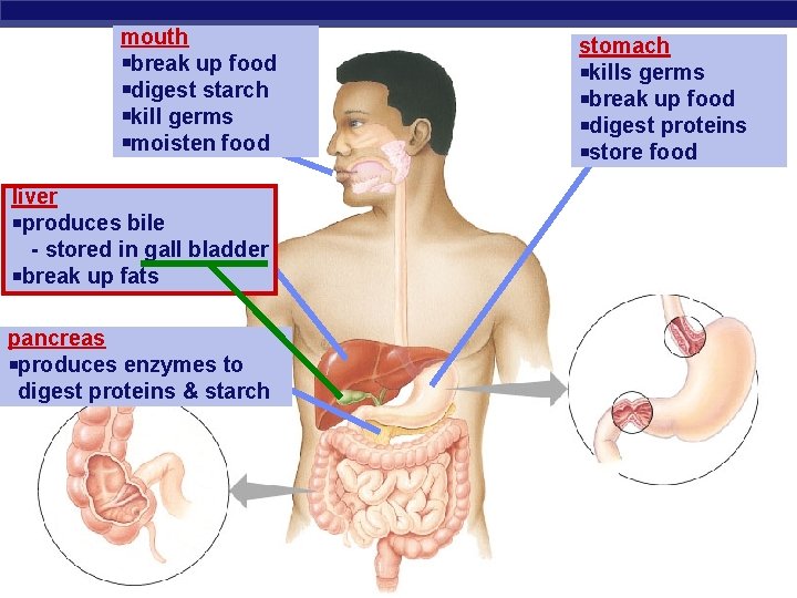 mouth break up food digest starch kill germs moisten food liver produces bile -