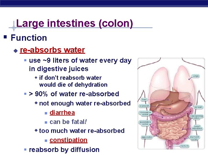 Large intestines (colon) § Function u re-absorbs water § use ~9 liters of water