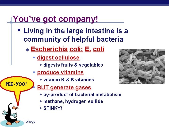 You’ve got company! § Living in the large intestine is a community of helpful