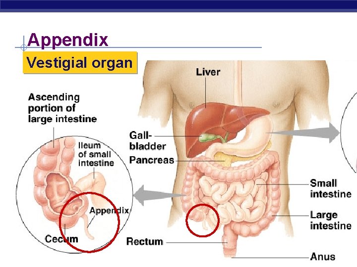 Appendix Vestigial organ Regents Biology 