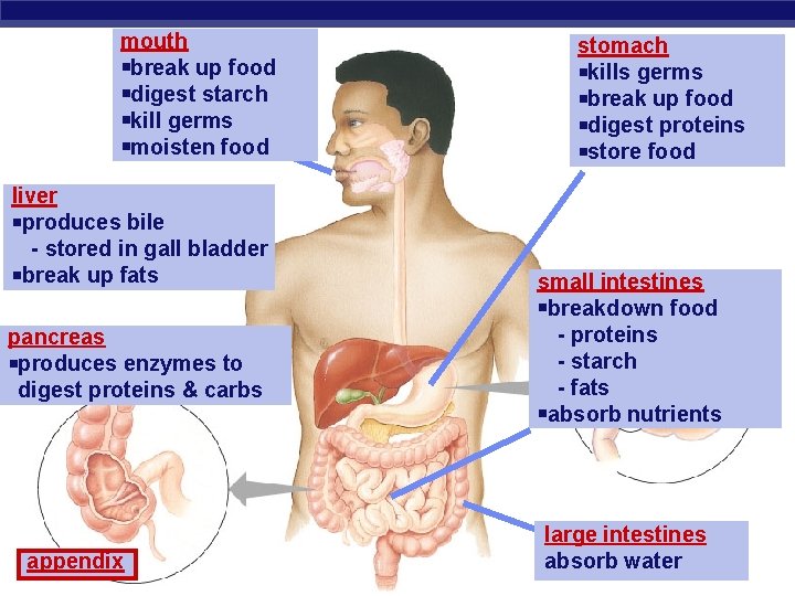 mouth break up food digest starch kill germs moisten food liver produces bile -
