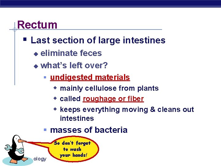Rectum § Last section of large intestines eliminate feces u what’s left over? u