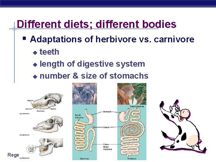 Different diets; different bodies § Adaptations of herbivore vs. carnivore teeth u length of