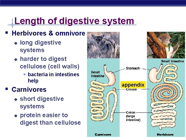 Length of digestive system § Herbivores & omnivores u u long digestive systems harder