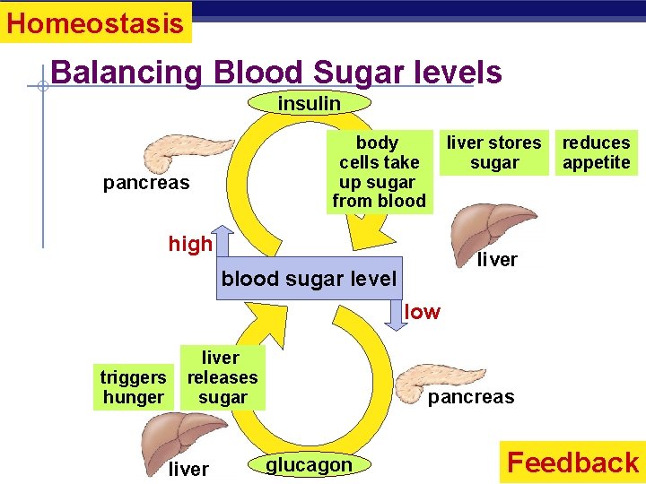 Homeostasis Balancing Blood Sugar levels insulin liver stores sugar body cells take up sugar