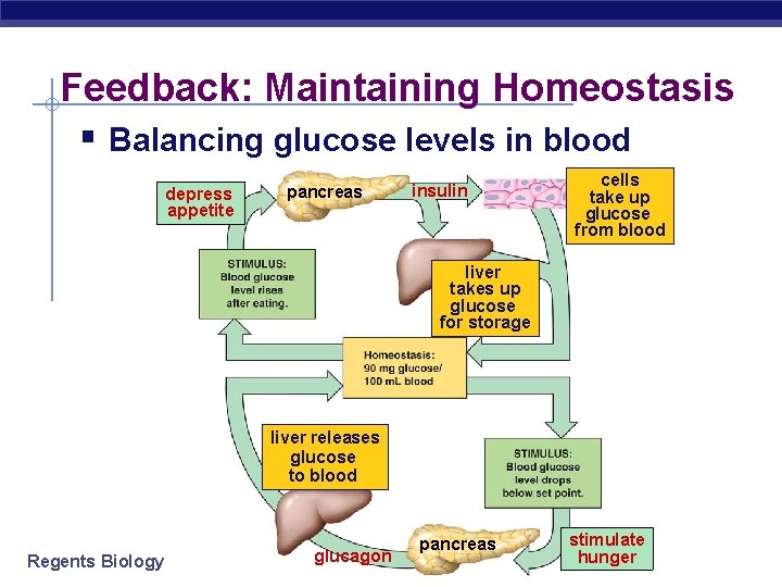 Feedback: Maintaining Homeostasis § Balancing glucose levels in blood depress appetite pancreas insulin cells