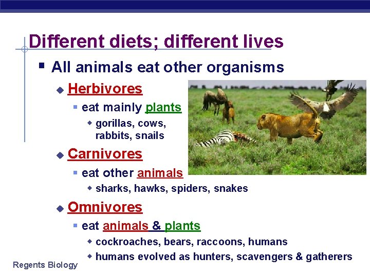 Different diets; different lives § All animals eat other organisms u Herbivores § eat