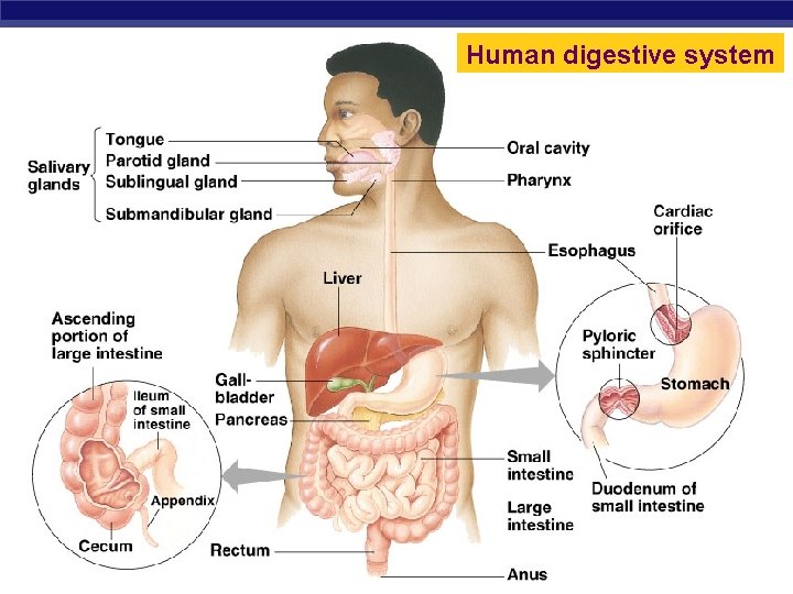 Human digestive system Regents Biology 